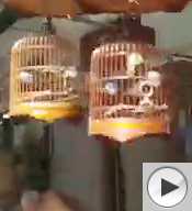 Hong Kong bird market