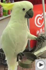 Cockatoo tries to break his ankle chain