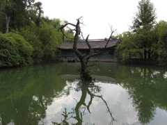 tree in centre of lake in Black Dragon Pool Park