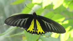 butterly at Ocean Park, Hong Kong