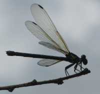 damselfly on Lantau Island, Hong Kong