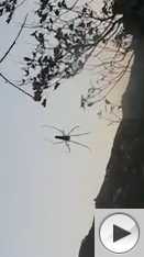 huge spider on Lamma Island, Hong Kong