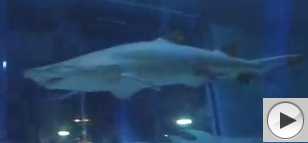 sharks swimming at Ocean Park, Hong Kong