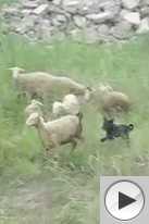 The world's stupidest sheep dog, near the Yellow River