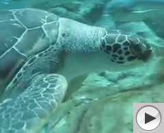 animals swimming at Ocean Park, Hong Kong